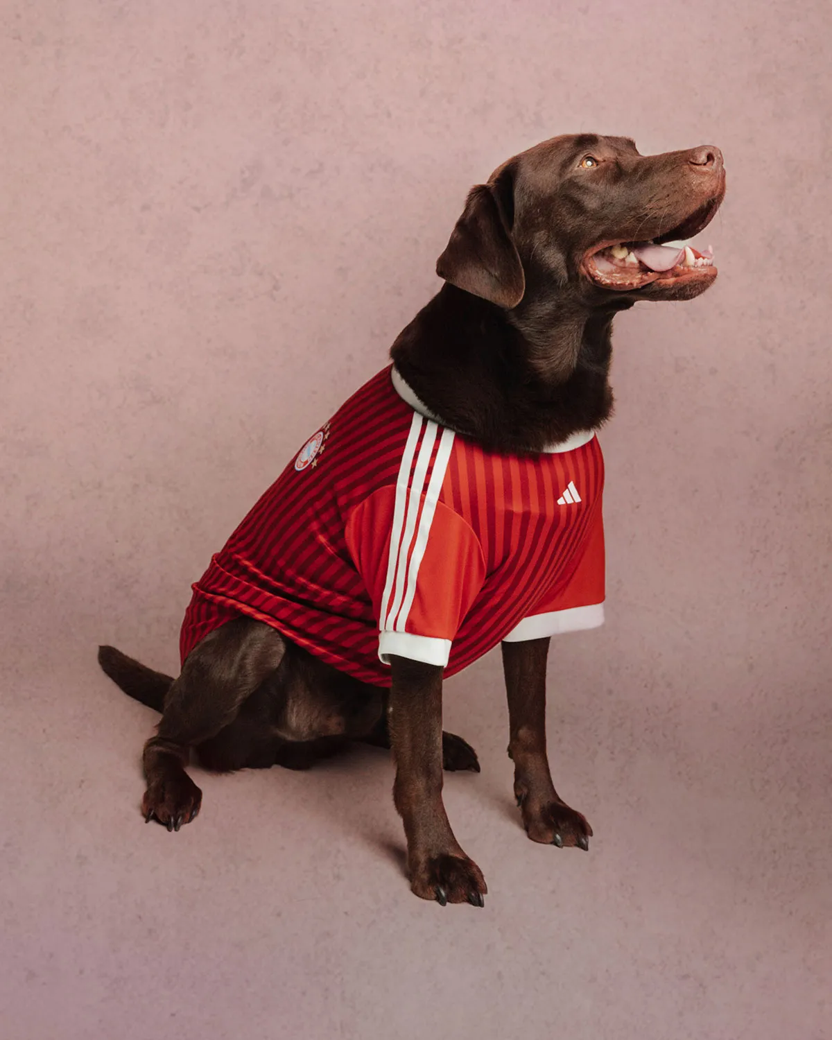 愛犬とフットボールを愛するすべての人へ。アディダスから「クラブユニフォーム」のペット用コレクションが登場