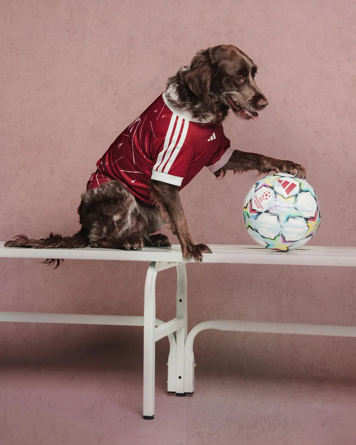 愛犬とフットボールを愛するすべての人へ。アディダスから「クラブユニフォーム」のペット用コレクションが登場