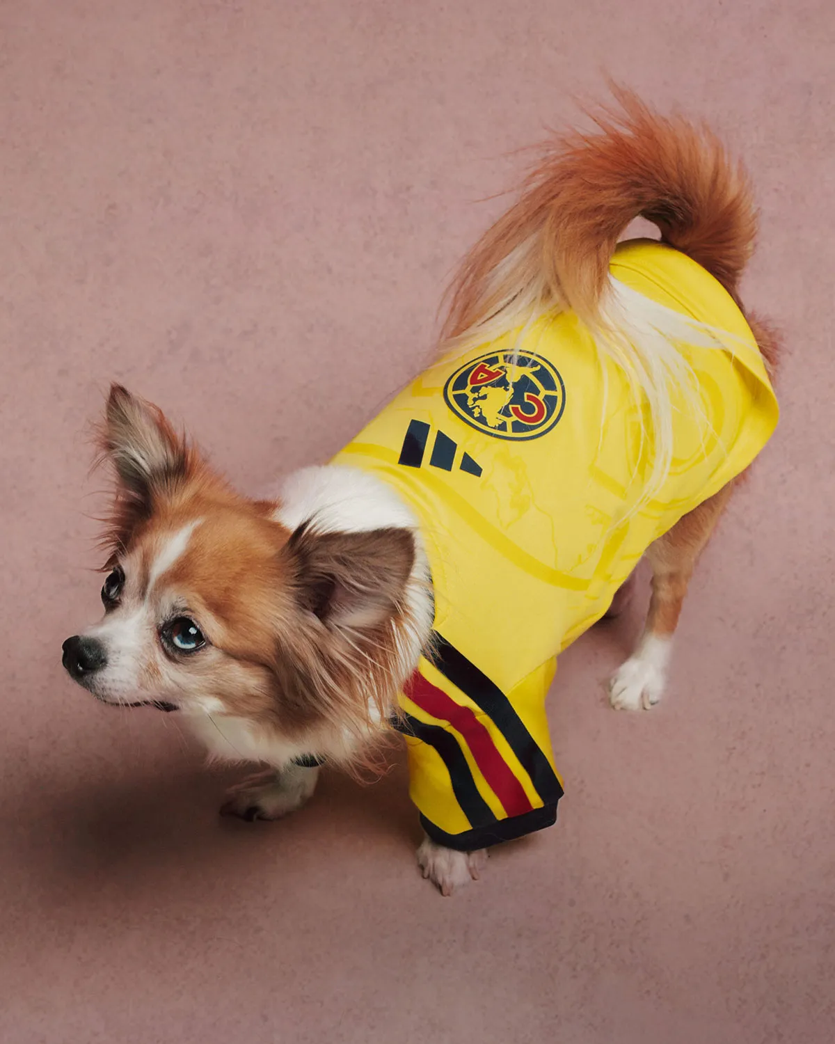 愛犬とフットボールを愛するすべての人へ。アディダスから「クラブユニフォーム」のペット用コレクションが登場